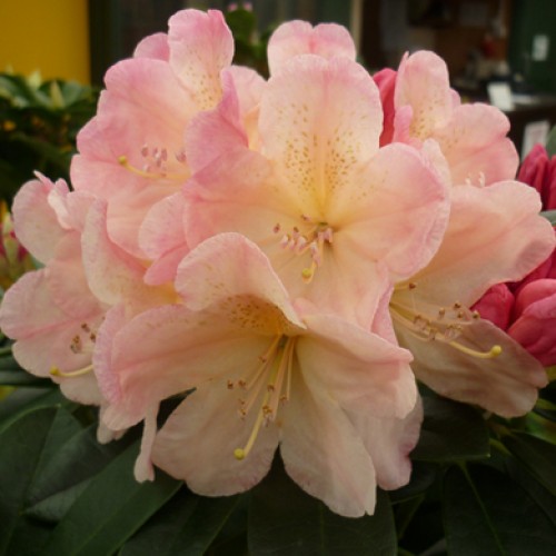 Rhododendron Nova Zembla Hardy Hybrid | ScotPlants Direct